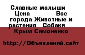 Славные малыши! › Цена ­ 10 000 - Все города Животные и растения » Собаки   . Крым,Симоненко